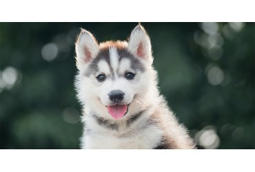 All You Need To Know About A Siberian Husky 